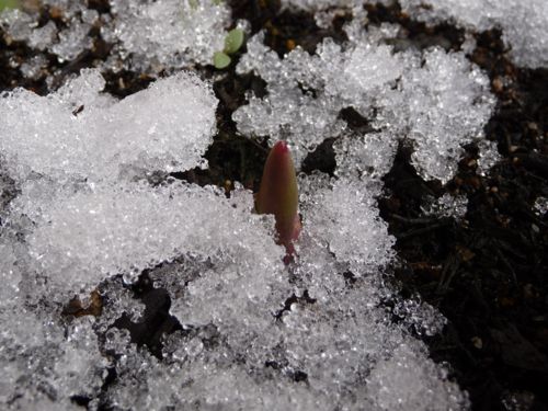 ＜残雪の中からチューリップの芽が出始めています＞